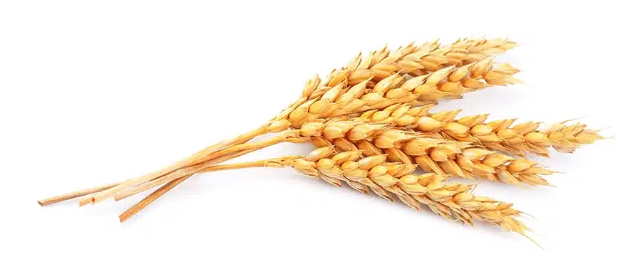 The Love of God Above/Wheat